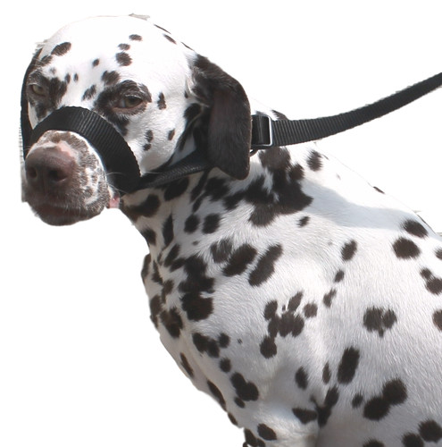 Black dog lead stop dogs - black,