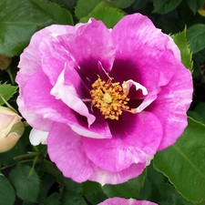 Eyes For You - 5.5lt Potted