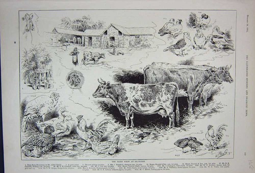 Original old antique print - old,