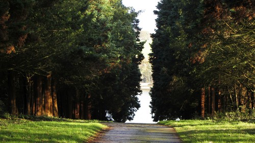 Beautiful yew taxus baccata - beautiful, yew.