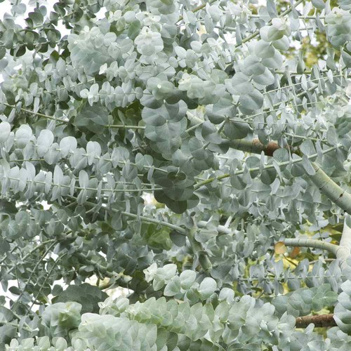Eucalyptus silver dollar - eucalyptus, gum