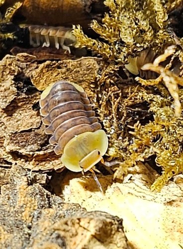 Rubber ducky mix isopods - rubber,