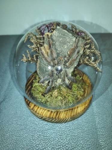 Psalmopoeus cambridgei