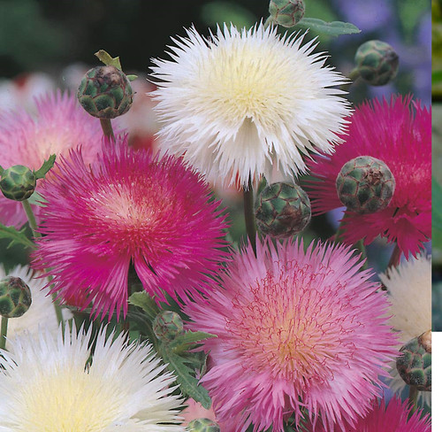 Amberboa moschata sweet - moschata, 'sweet