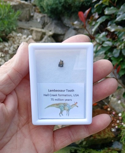 Lambeosaur dinosaur tooth - lambeosaur,
