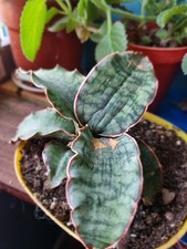 Sansevieria Kirkii Silver Blue