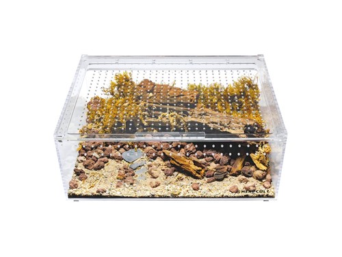 Herpcult acrylic reptile - acrylic,