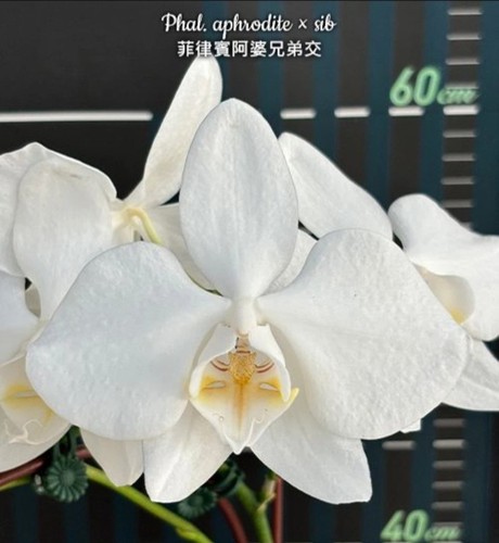 Phalaenopsis aphrodite sib - x,