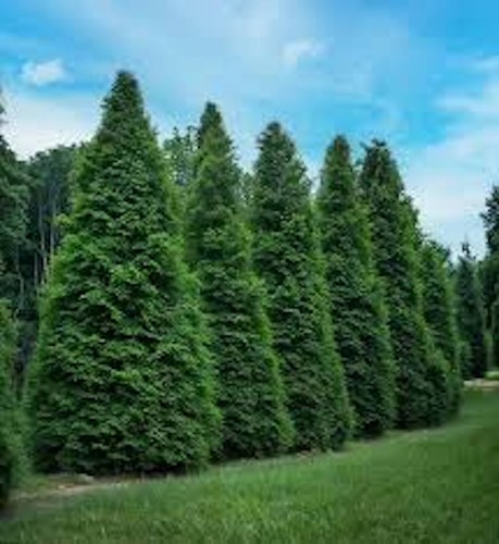 Green giant tree - 10,