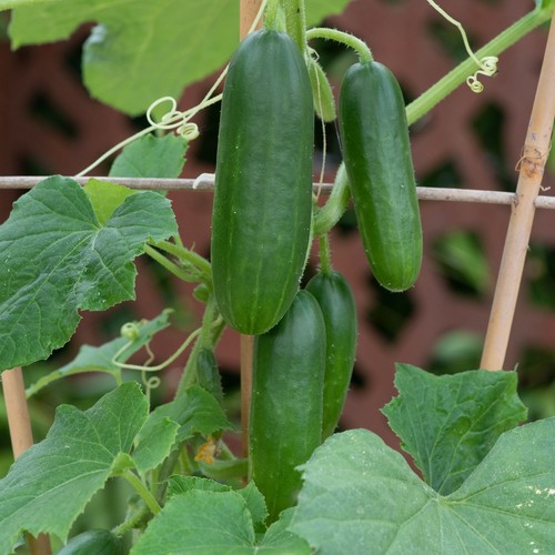 Cucumber minicrisp hybrid - minicrisp,