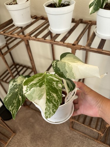 Monstera albo half moon pot - monstera,