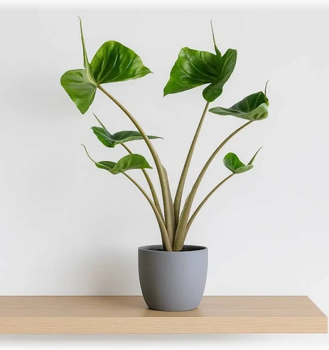 Alocasia stingray elephant ear - elephant,