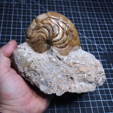 Aturia sp. Nautilus Ammonite