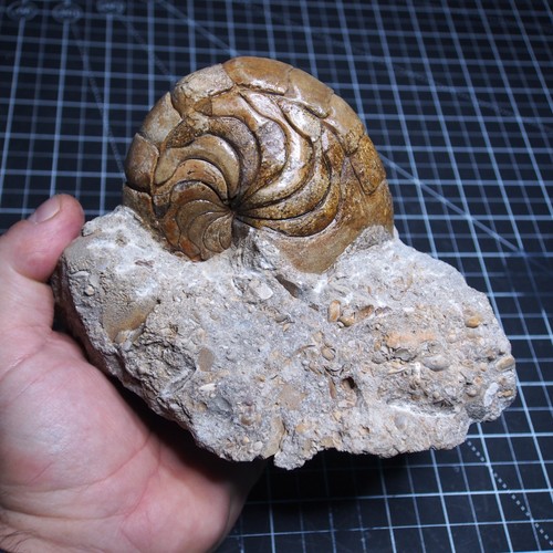 Aturia nautilus ammonite - sp.,