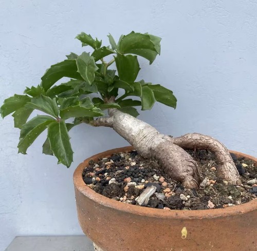 Pot 20cm cyphostemma - 20cm, quinatum