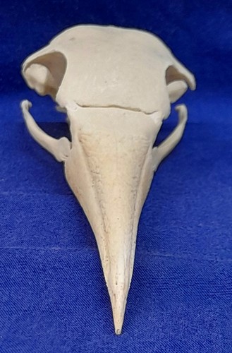 Genuine bird skull - genuine,