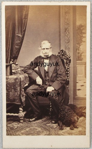 Cdv curly coated - curly, dog