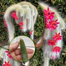 Hildewinteria Colademoninis