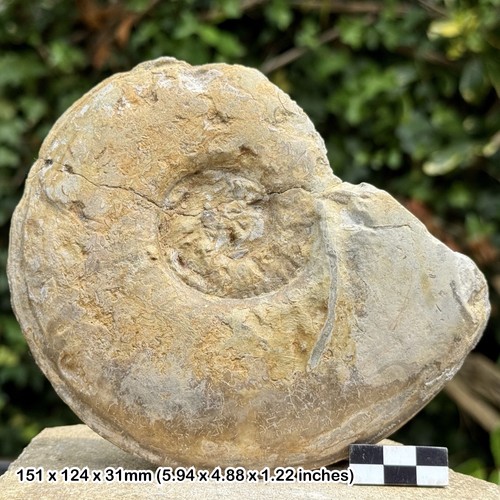 Amaltheus stokesi somerset - stokesi,