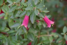 CORREA DUSKY BELLS .australian