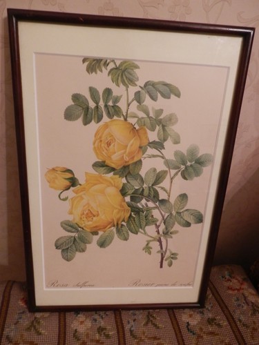 Antique vintage redouté - antique,