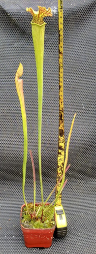 Sarracenia moorei sth19 ex - sarracenia,