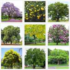 Collection of 200 x mixed tree