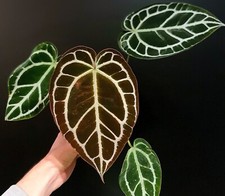 Anthurium Crystallinum