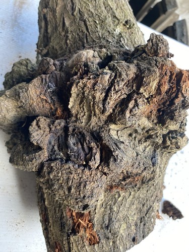 Oak burr oakwood interesting - oak, burr,oakwood,interesting