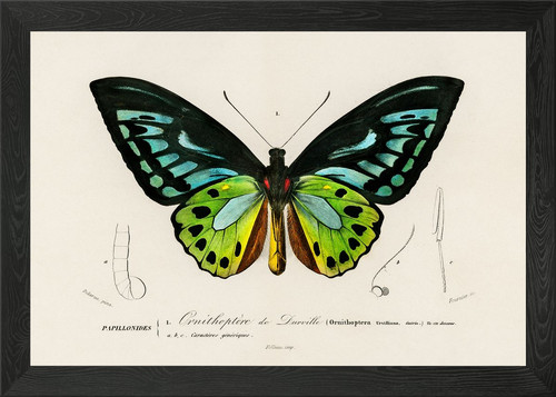 Ornithoptera butterfly - ornithoptera,