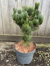 Blue Japanese White Pine Tree - Pinus parviflora - 40/60cm (5L)