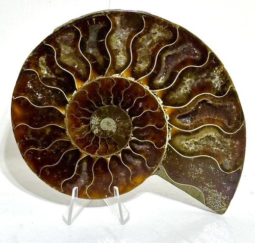 Ammonite crystal fossil to - fossil, up