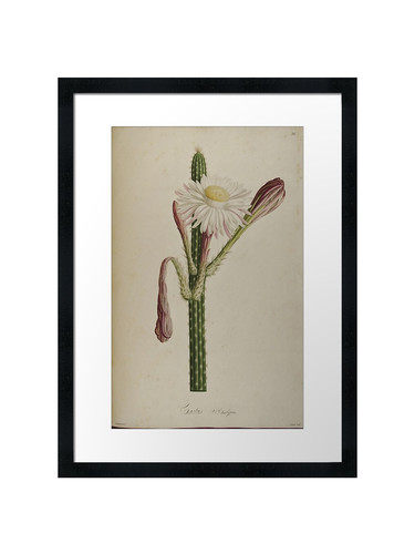 Botanical framed wall art - 38,