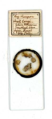 Antique glass microscope - antique,