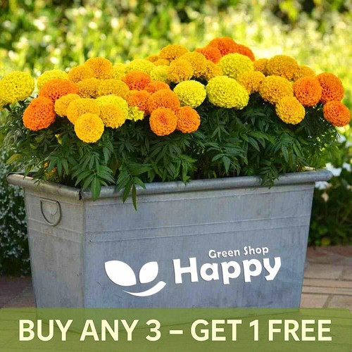 African marigold sierra mix - african,