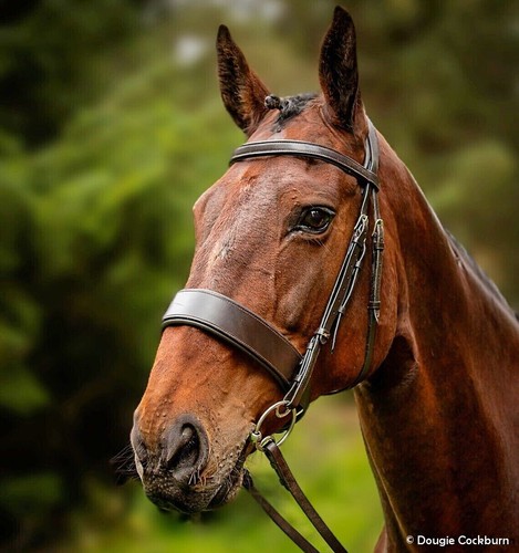 Fss anatomical hunter - hunter, bridle
