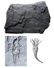 Rare British Ordovician FOSSIL CYSTOID Macrocystella Mariae Tremadoc Series