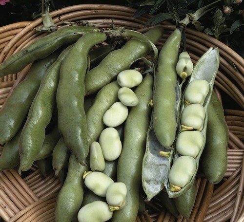 Broad bean seeds - broad, dwarf