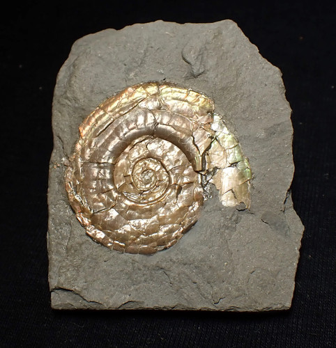 Pearlescent juvenile