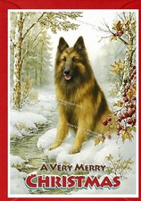 Belgian shepherd dog - belgian,