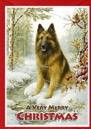 Belgian shepherd dog - belgian,