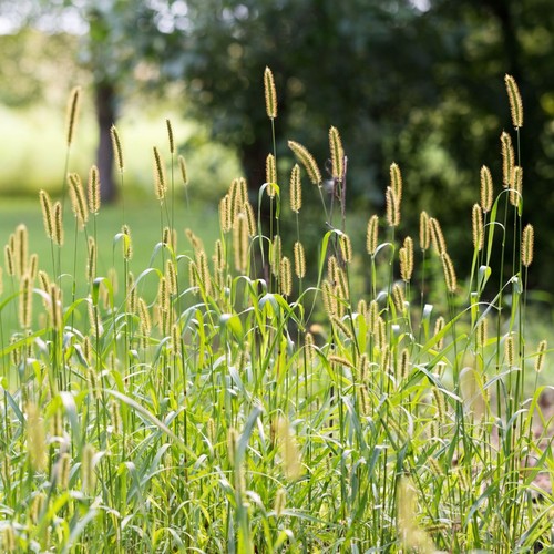 Timothy grass seeds - timothy, premium