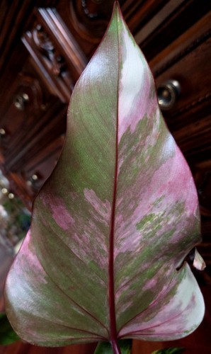 Rare philodendron strawberry - philodendron,