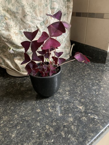 Small plant - small,