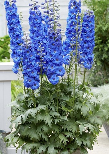 Delphinium pacific giant blue - giant,