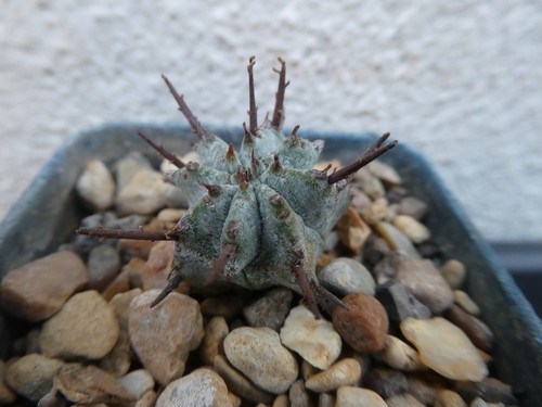 Euphorbia polygona shown in - polygona,,
