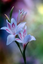 10x Gladiolus Nanus Nymph