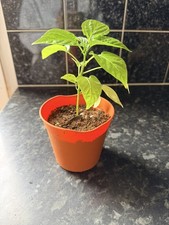 Authentic Bangladeshi Naga
