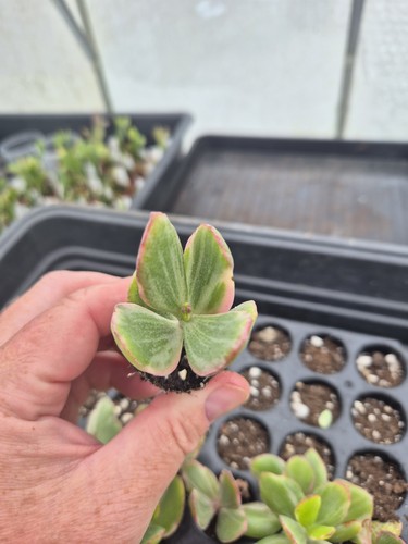 Crassula ovata variegated jade - ovata,