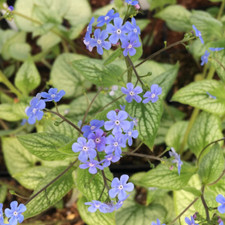 Brunnera Macrophylla 'Sea Heart' Perennial Deciduous Hardy Shrub | 9cm Pot